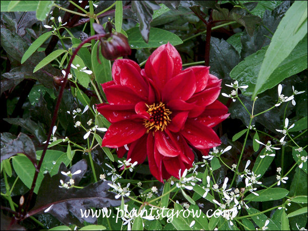 A nice combination of the white flowers of the annual Euphorbia Diamond Frost, dark foliage of the Dahlia and scarlet color of the flowers.